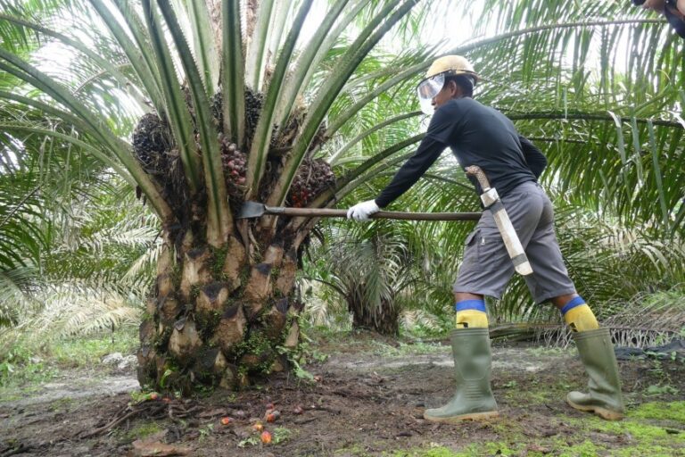 "Program biodiesel B50 dibidik jadi substitusi minyak bumi, Disbun Kaltim dorong percepatan hilirisasi sawit dan penguatan ketahanan energi nasional."
