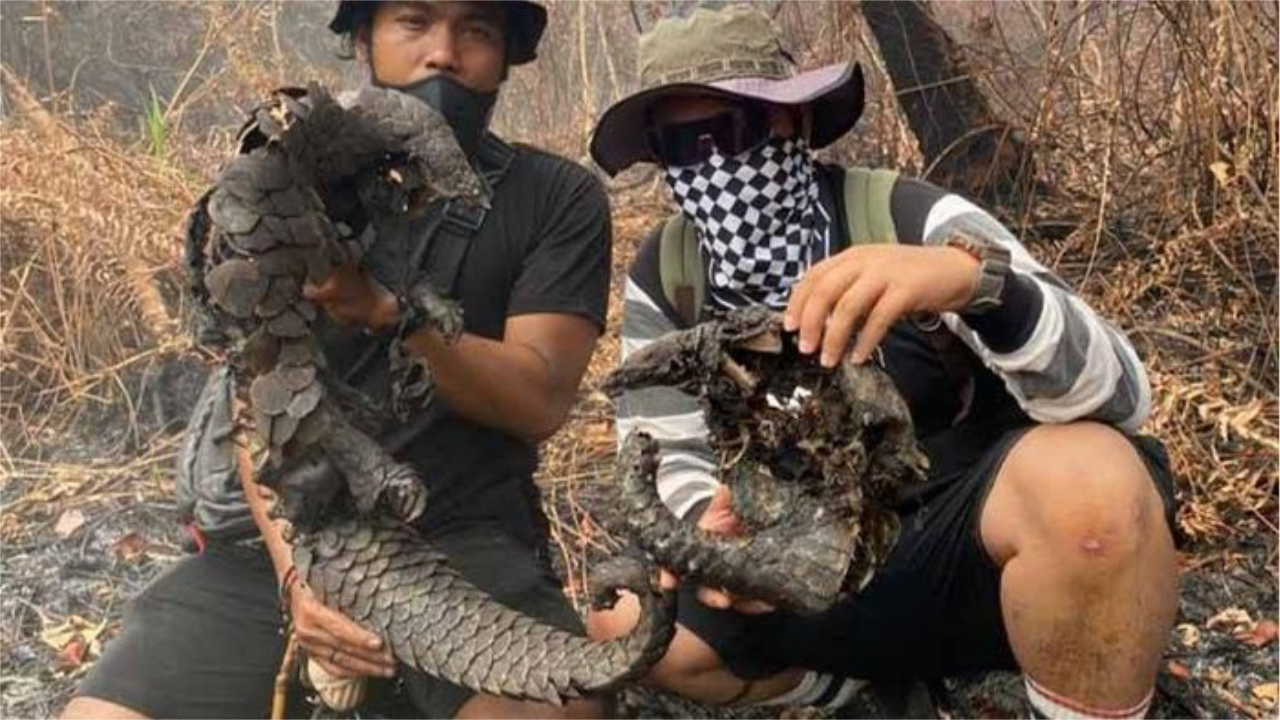 Karhutla Kotim Jadi Pembantaian Senyap Satwa, Dua Trenggiling Ditemukan Hangus