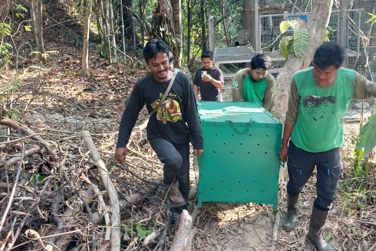 Karhutla Dekati Kawasan Samboja, BKSDA Kaltim Evakuasi 11 Orang Utan