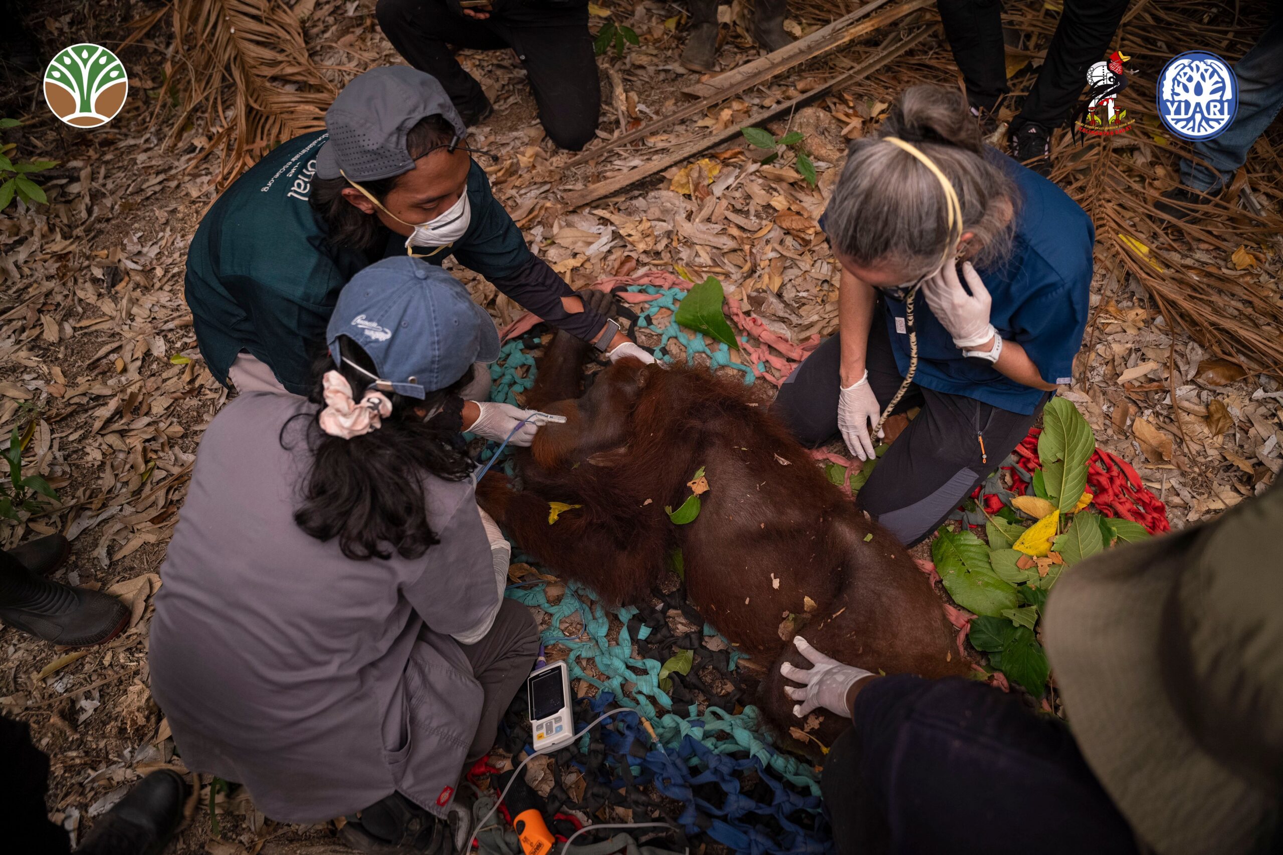 Habitat Terbakar, Tiga Orangutan Berhasil Dievakuasi dari Kebun Warga di Kayong Utara