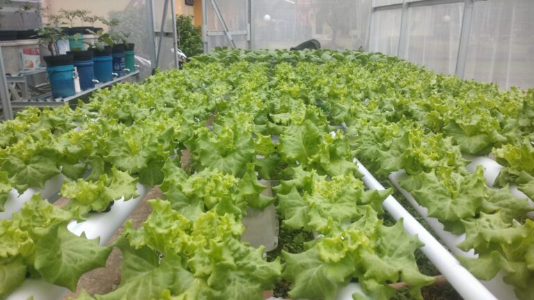 "Pengembangan kebun komunitas yang ramah lingkungan dengan PLTS mini di FMIPA"