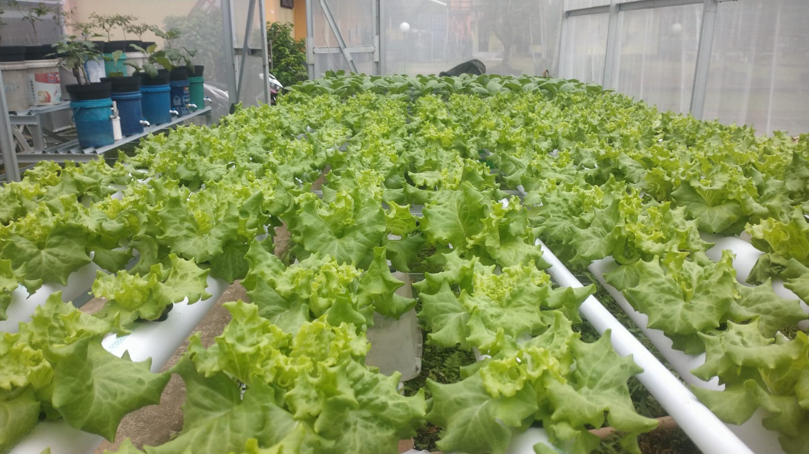 Masuk 50 Besar UI GreenMetric, Untan Genjot Program Kampus Berkelanjutan
