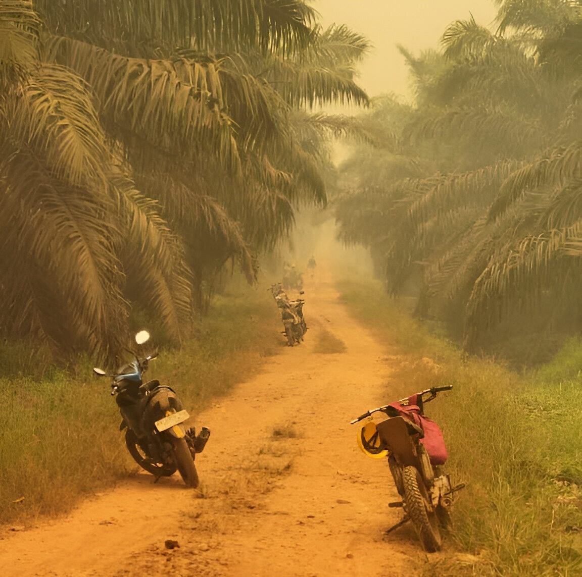 Karhutla Berulang di Kalbar, Link-AR Borneo Soroti Ketimpangan Penguasaan Lahan