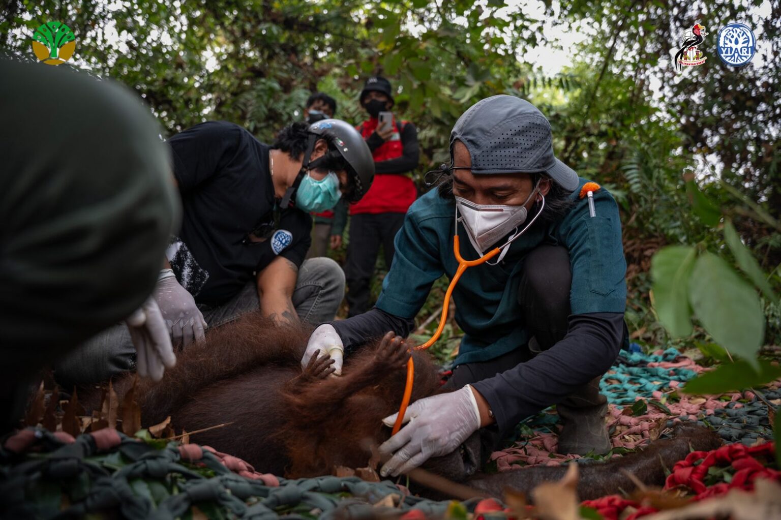 Karhutla di Ketapang Meluas, BKSDA Kalbar dan YIARI Evakuasi Induk dan Anak Orangutan