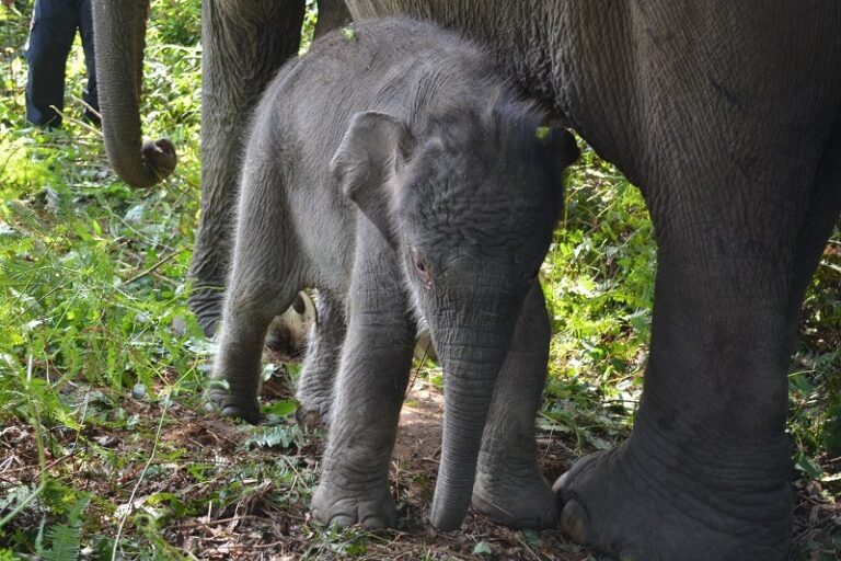 "Laporan Geopix ungkap karhutla Sumatera hanguskan ratusan ribu hektare habitat gajah sumatera; pemerintah didesak jatuhkan sanksi pemulihan ekologis."