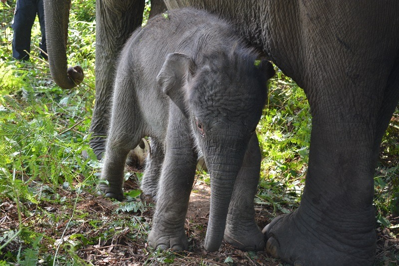 Darurat Karhutla Sumatera Hancurkan Habitat Gajah Geopix Tuntut Penegakan Hukum Pidana