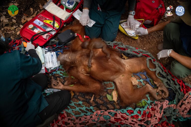 "KSDA Kalbar dan YIARI evakuasi enam orangutan yang terjebak di kebun warga Desa Pemangkat Kayong Utara akibat koridor hutan terputus kobaran karhutla."