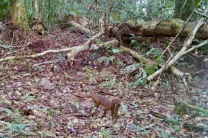 Tangkapan layar kamera pengintai Balai TNKM yang merekam kucing merah Kalimantan di hutan Malinau, Kalimantan Utara.