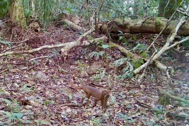 Setelah 20 Tahun, Kamera Pengintai Taman Nasional Kayan Mentarang Kembali Rekam Kucing Merah di Hutan Kaltara