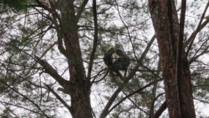 Lutung kelabu hinggap di dahan pohon tinggi kawasan hutan Santubong. (Dok. Gusti Hardiansyah)
