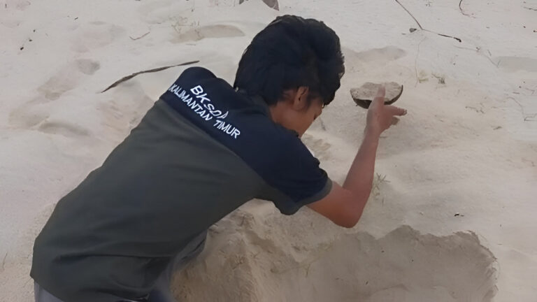 "BKSDA Kaltim perketat patroli di Pulau Sangalaki Berau menyusul maraknya pencurian telur penyu, Sektor 7 jadi titik rawan penjarahan sarang."