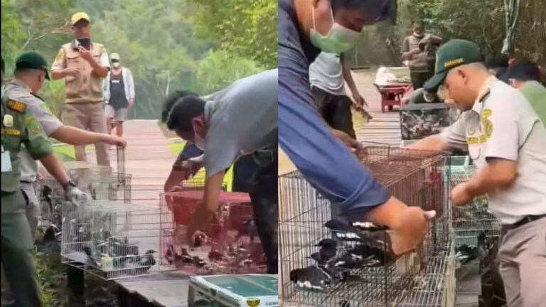 Petugas BKSDA Kalteng dan Tim WRU membuka kandang untuk melepasliarkan burung ke alam bebas. (Dok. BKSDA Kalteng)