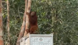 Orangutan Setarung memanjat batang pohon dari atas kandang angkut saat pelepasliaran di Suaka Margasatwa Lamandau. (Dok. Instagram/@bksda_kalteng)