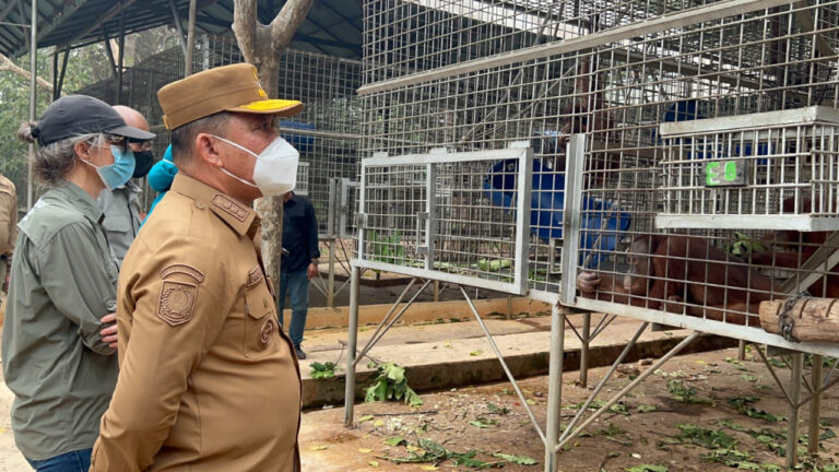 Gubernur Kalbar Ria Norsan saat meninjau fasilitas kandang rehabilitasi orangutan YIARI di Ketapang. (Dok. HO/Nusantara Post)
