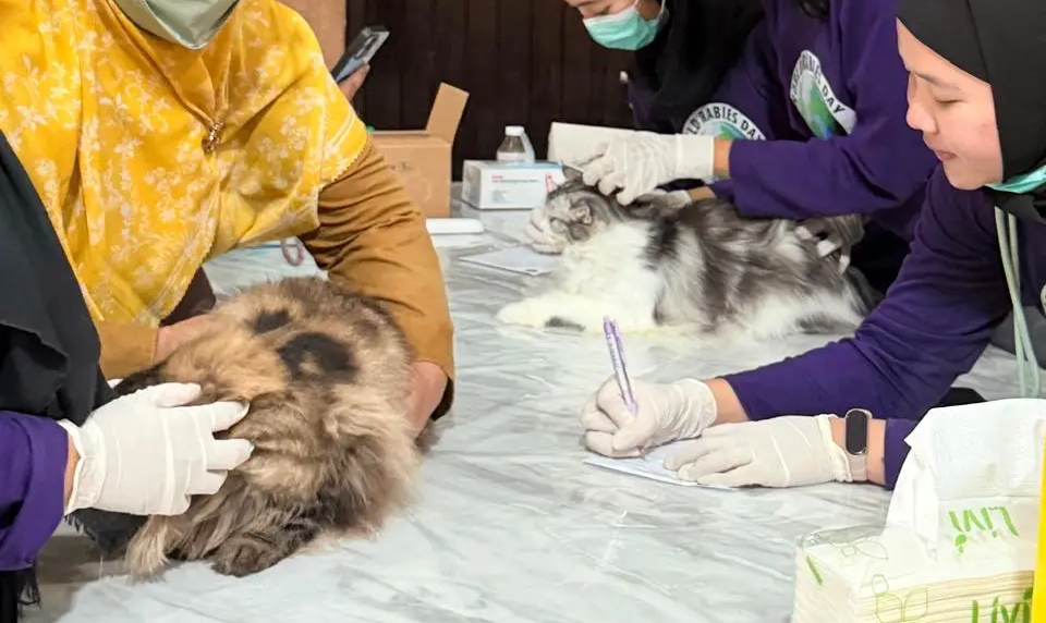Cegah Rabies, Pemprov Kaltim Siapkan 200 Dosis Vaksin Gratis bagi Hewan Peliharaan