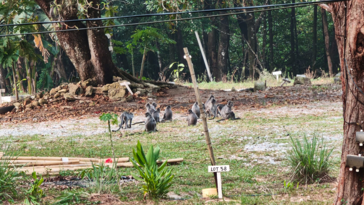 Lutung di Atas, Es Krim di Bawah: Catatan dari Santubong, Sarawak Delta Geopark