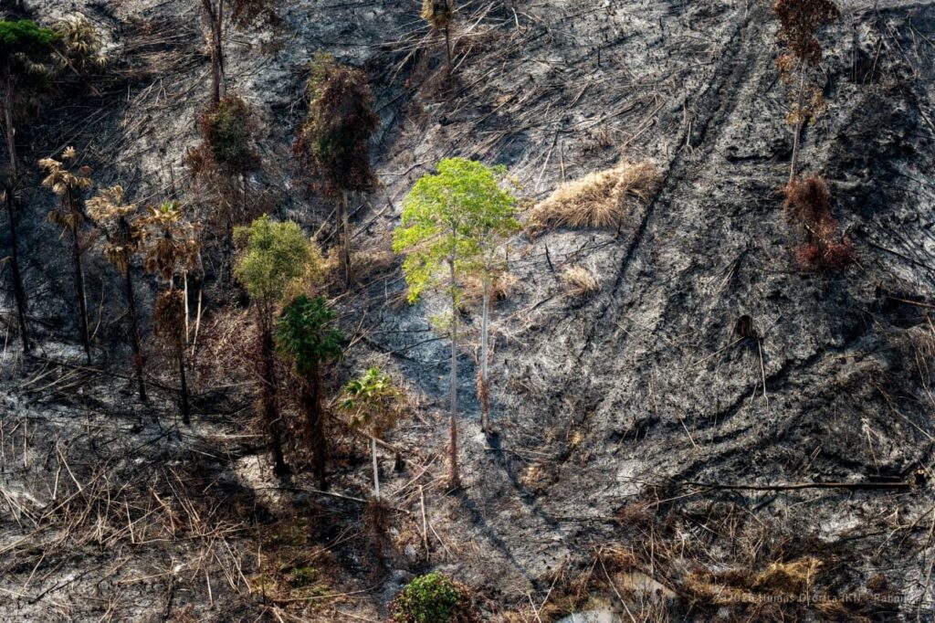 Kebakaran di Tahura Bukit Soeharto, Jejak Pohon Ditebang Lalu Dibakar Terkuak