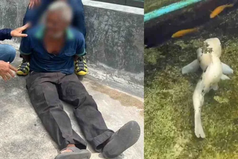"Terekam kamera CCTV lakukan pelecehan seksual terhadap ikan koi hingga mati, pria 51 tahun di Bangkok diringkus polisi dan dijerat pasal penganiayaan hewan."