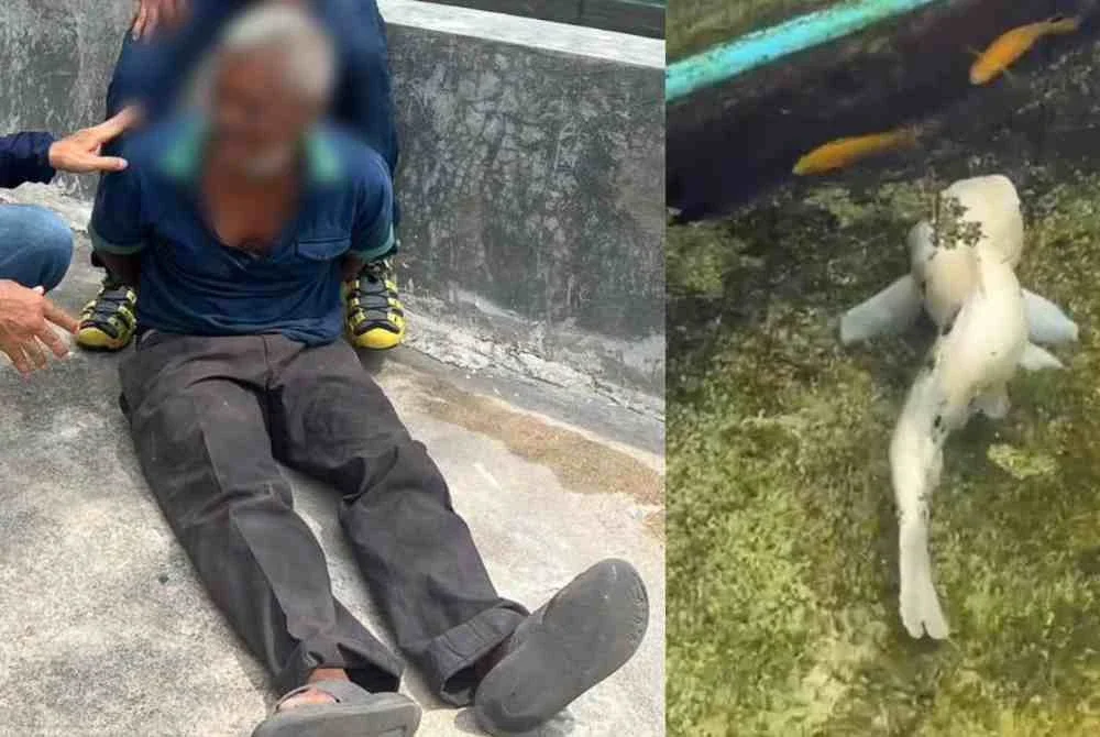 Terekam CCTV Lecehkan Ikan Koi Milik Tetangga hingga Mati, Pria di Bangkok Ditangkap Polisi
