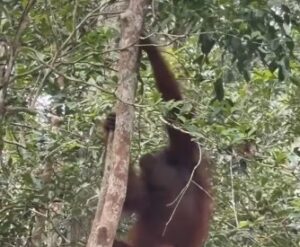 "Tim gabungan BKSDA Kalteng dan OFI evakuasi orang utan betina berusia 20 tahun yang terjebak karhutla di Kotim; satwa dipastikan sehat dan siap ditranslokasi ke SM Lamandau."