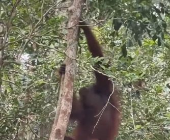 Orang Utan Sindi yang Terjebak Karhutla di Kotawaringin Timur di Evakuasi ke Habitat Alami