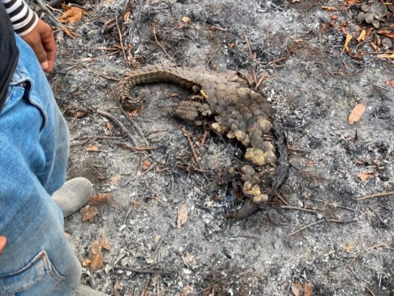 "Seekor tenggiling ditemukan mati hangus terbakar di rimba Terantang Hilir, Kecamatan Seranau, Kotawaringin Timur akibat kebakaran hutan dan lahan."