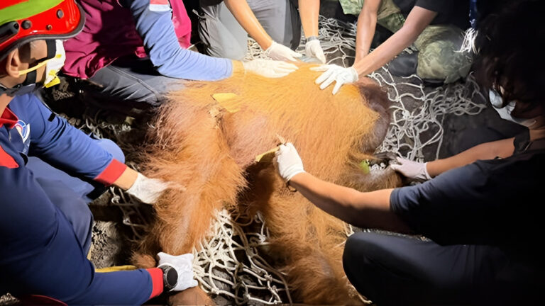"BKSDA evakuasi orang utan jantan berusia 35 tahun di bekas karhutla Kotawaringin Barat setelah ditemukan mengalami hernia abdominalis pada bagian perut."