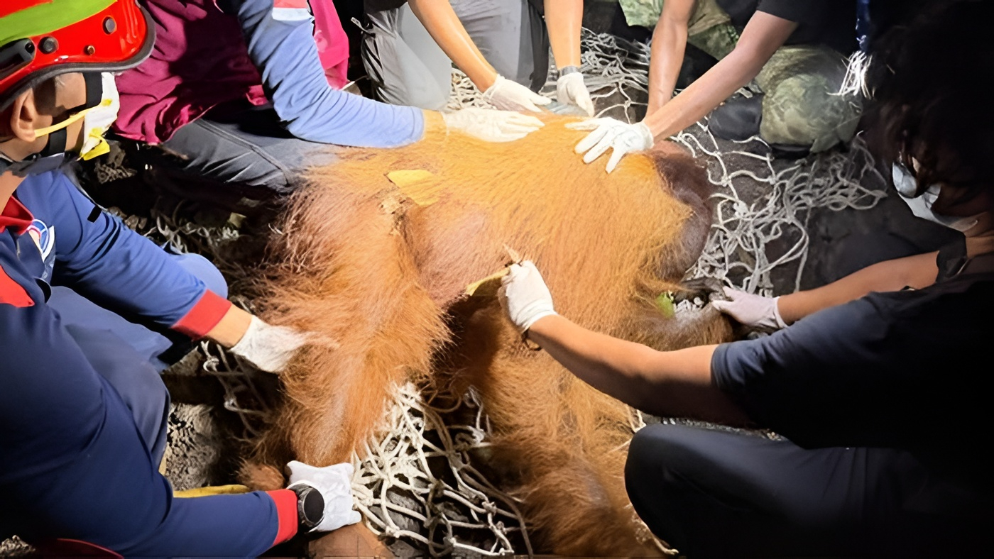 BKSDA Evakuasi Orang Utan Berusia 35 Tahun yang Ditemukan Mengalami Hernia di Bekas Karhutla Kobar