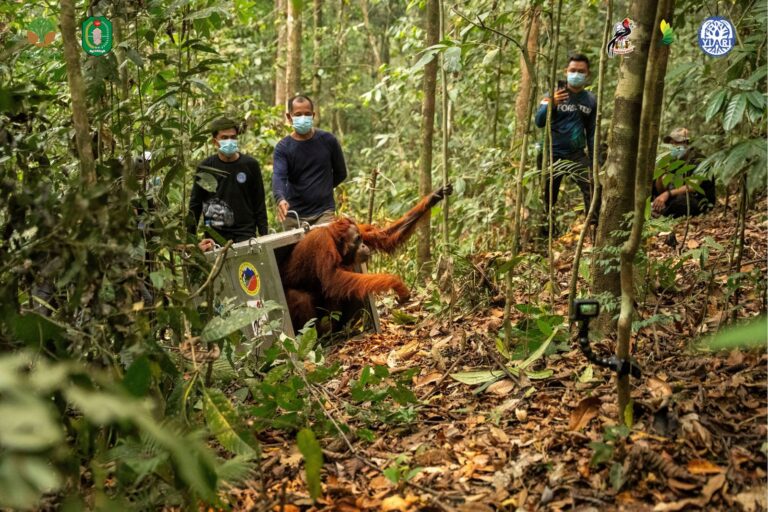 "BKSDA Kalbar bersama YIARI melepasliarkan delapan orangutan korban kebakaran hutan ke Hutan Lindung Batu Nyambu, Ketapang, setelah menjalani perawatan medis."