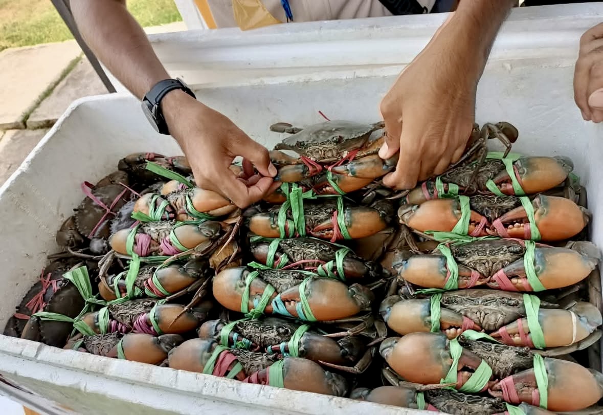 Ekspor Kepiting Kaltim Tembus Rp13,44 Miliar, China dan Singapura Pasar Utama