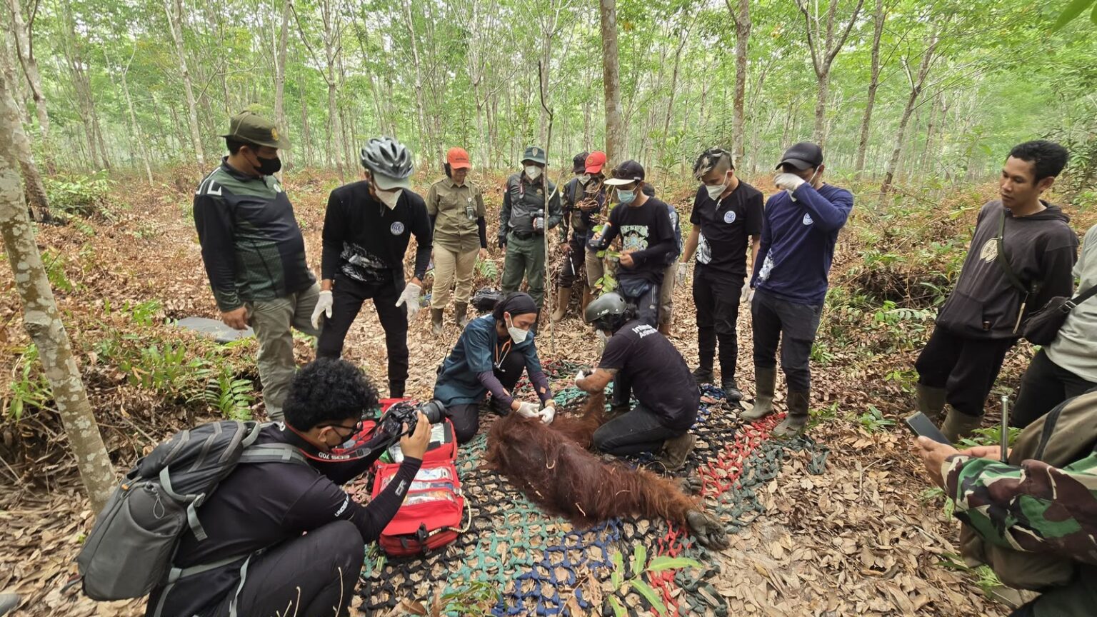 Tim Gabungan PT HKI, BKSDA, dan YIARI Evakuasi Orangutan Terluka Parah Yang Tersesat di Area Perkebunan