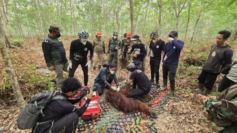 "Tim gabungan BKSDA Kalbar, YIARI, dan PT HKI berhasil mengevakuasi seekor orangutan jantan yang terluka parah akibat sabetan benda tajam di Ketapang."