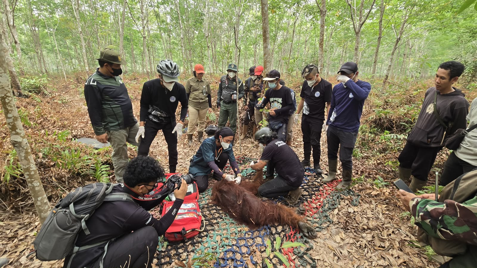 Tim Gabungan PT HKI, BKSDA, dan YIARI Evakuasi Orangutan Terluka Parah Yang Tersesat di Area Perkebunan