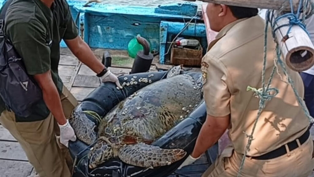 Terjerat Pancing Nelayan di Kali Bodri, Penyu Terluka Dievakuasi Tim Gabungan di Kendal