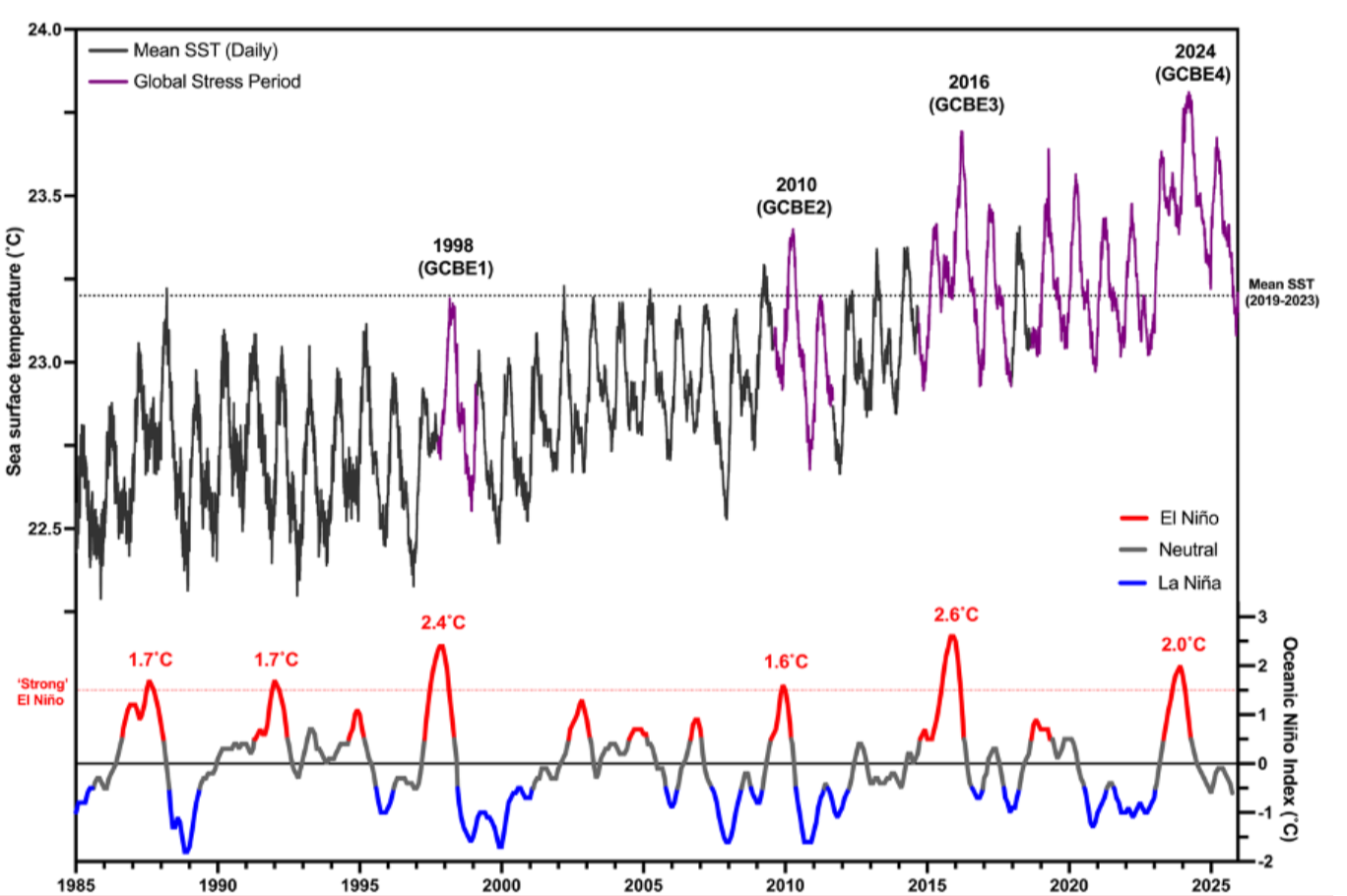 Grafik suhu permukaan laut global dan kekuatan ENSO 1985–2025 terkait pemutihan karang