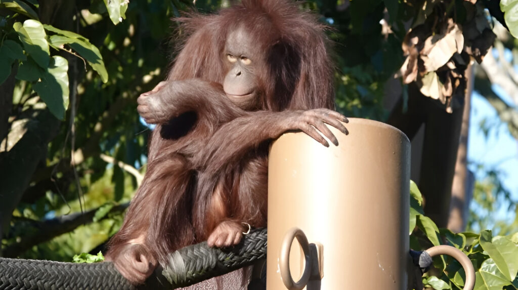 Habitat Terbakar, BKSDA Kalteng Evakuasi 17 Orangutan Terdampak Karhutla