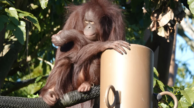 "BKSDA Kalteng evakuasi 17 orangutan terdampak karhutla di Kotawaringin Barat, Seruyan, dan Murung Raya; satu individu jalani perawatan intensif di BOSF Nyaru Menteng."