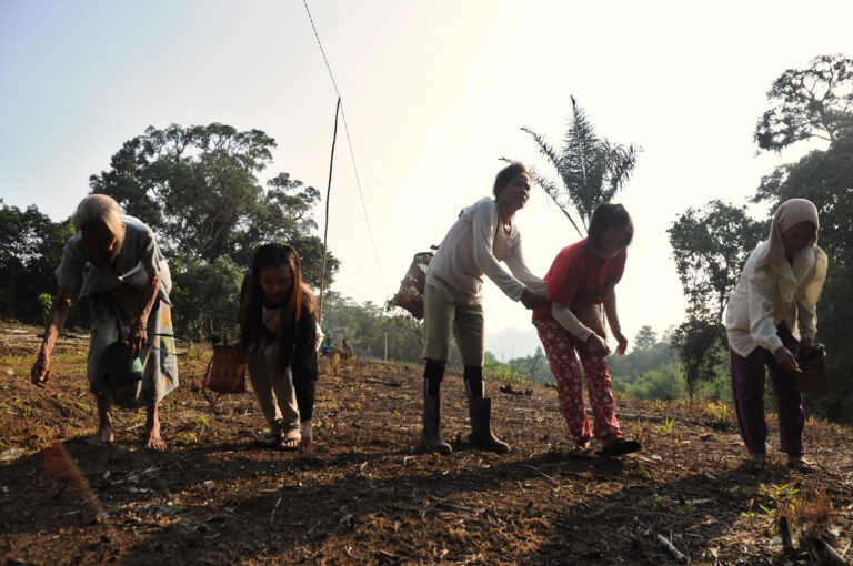 Sekelompok perempuan adat sedang menanam padi di ladang sebagai bagian dari praktik Wilayah Kelola Rakyat.