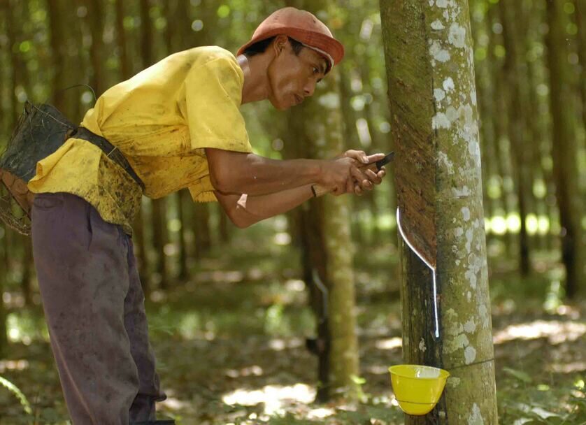 Harga Karet di Sumsel Naik Tipis Menjadi Rp46.288 per Kilogram