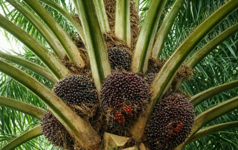 "Harga TBS kelapa sawit kemitraan plasma di Kalimantan Timur periode II September 2026 resmi naik sebesar Rp13,18 per kilogram setelah sempat stagnan."