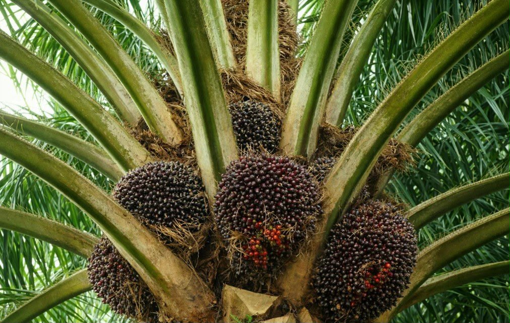 Harga TBS Sawit Kaltim Periode Kedua September 2026 Naik Tipis Rp13,18 per Kg