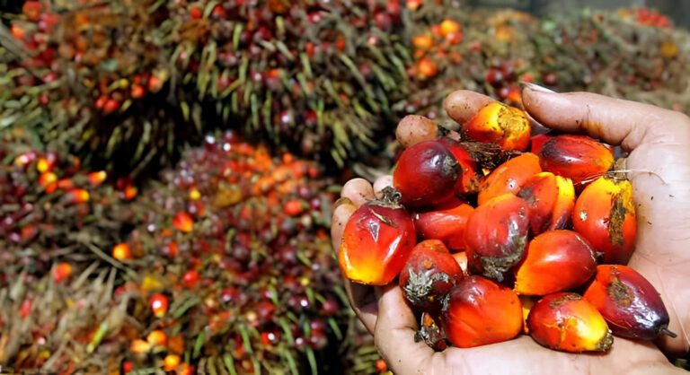 "Harga TBS sawit di Kaltim terkoreksi ke posisi Rp3.542 per kg akibat pergerakan harga CPO global dan komponen biaya Indeks K."