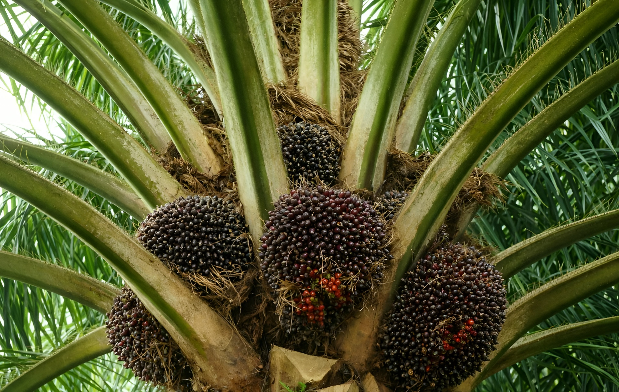 Harga Tertinggi TBS Kelapa Sawit di Kaltim Turun Jadi Rp3.542 per Kilogram