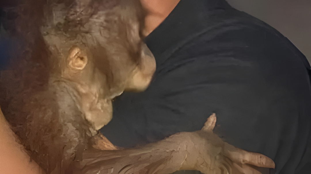 Induk dan Bayi Orangutan Dievakuasi dari Lahan Karhutla di Kotawaringin Barat