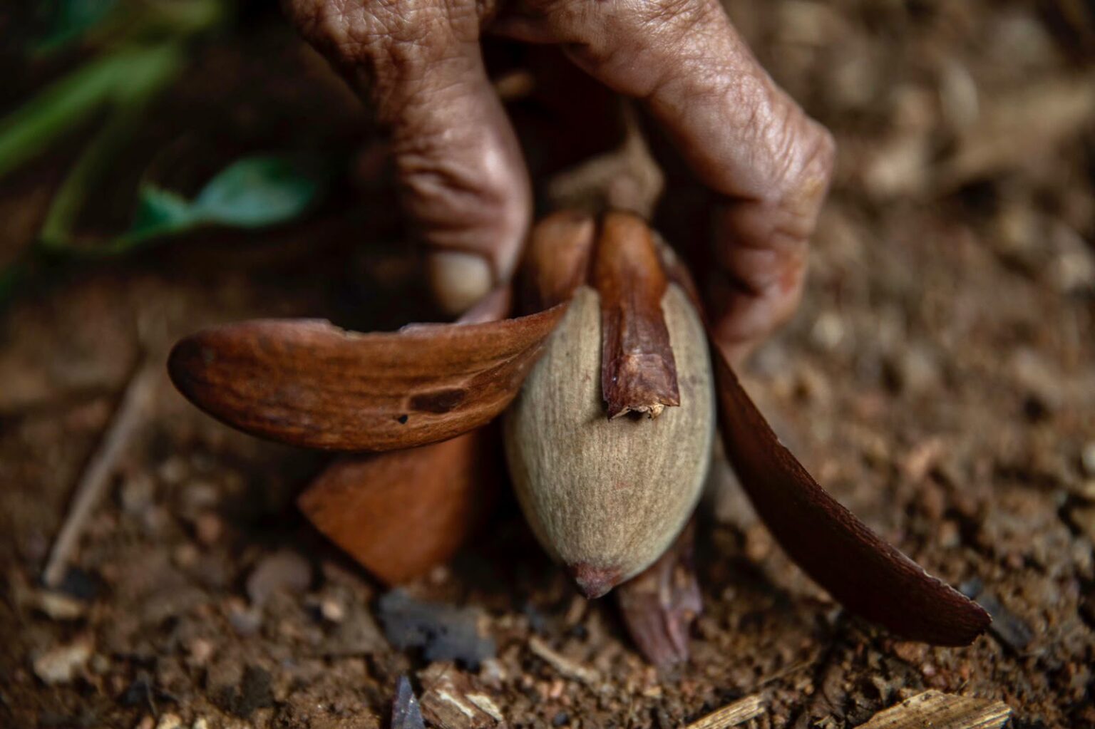 Kalah Pamor dari Sawit, Ini Keistimewaan Kayu dan Buah Tengkawang Kalimantan