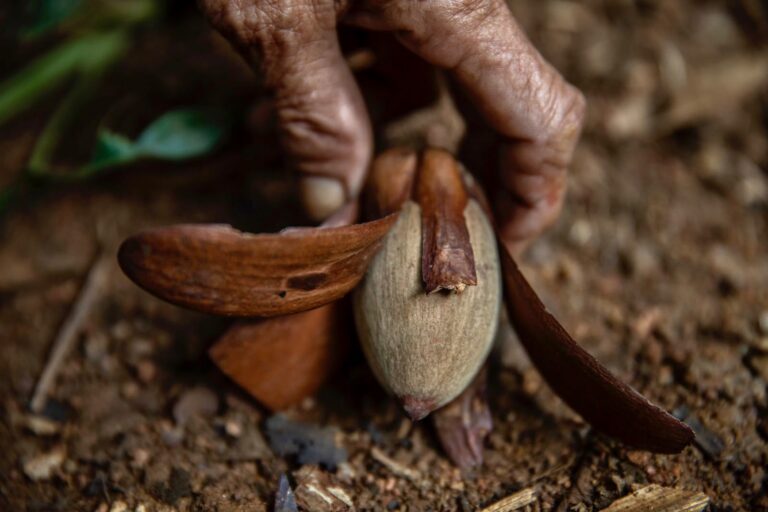 "Mengenal pohon tengkawang, flora endemik Kalimantan penghasil kayu meranti kokoh dan minyak buah berharga mahal yang kini tersisih ekspansi sawit."