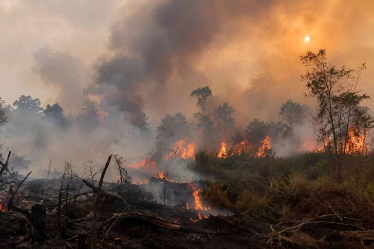 "Di tengah ancaman karhutla dan Godzilla El Nino di Kalimantan, pernyataan lima gubernur memicu sorotan publik terkait rekam jejak, bisnis, hingga latar belakangnya."