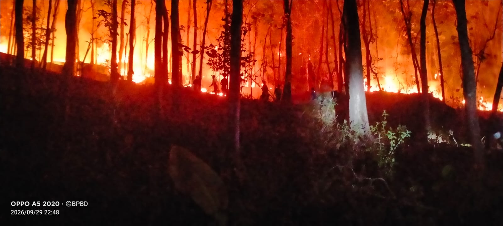 Landa Sejumlah Daerah, BNPB Laporkan Puluhan Hektare Hutan dan Lahan Terbakar