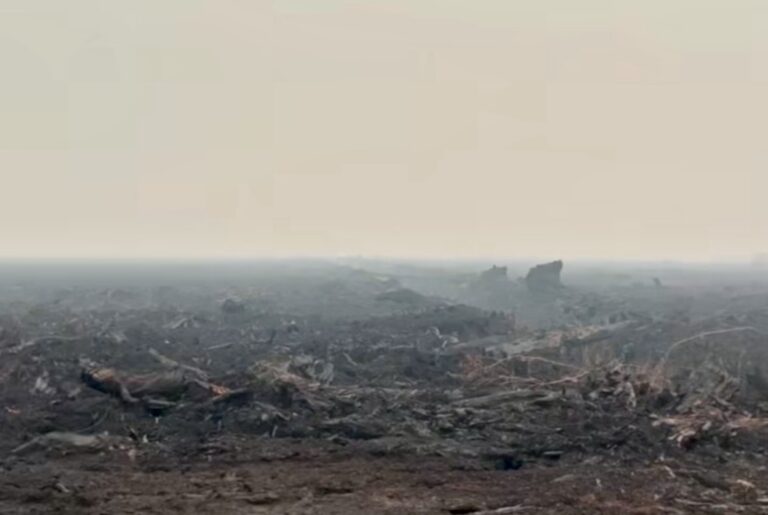 Lahan gambut bekas terbakar dengan tanah gelap dan sisa kayu hangus, tertutup kabut asap hingga cakrawala.