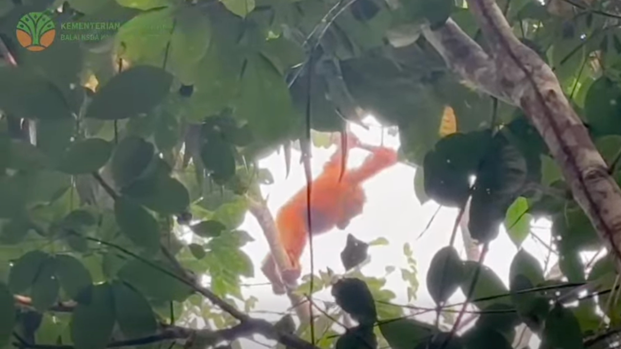 Terdampak Karhutla di Seruyan, 4 Orangutan Berhasil Dilepasliarkan ke Lamandau